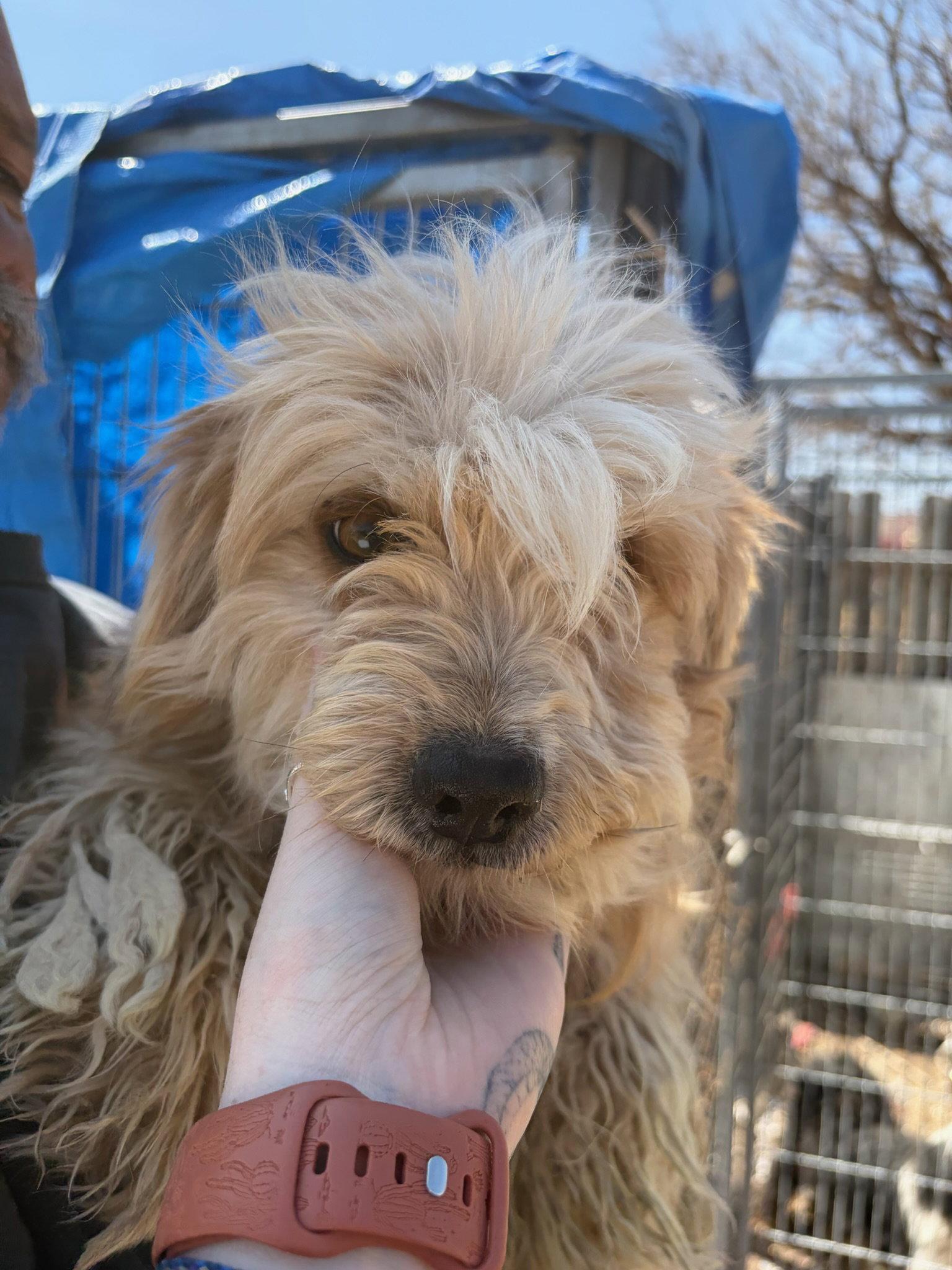 Enlarge Cartier - ADOPTION IN PROCESS, a Adoptable mixed breed in Grafton, WI image 3/3