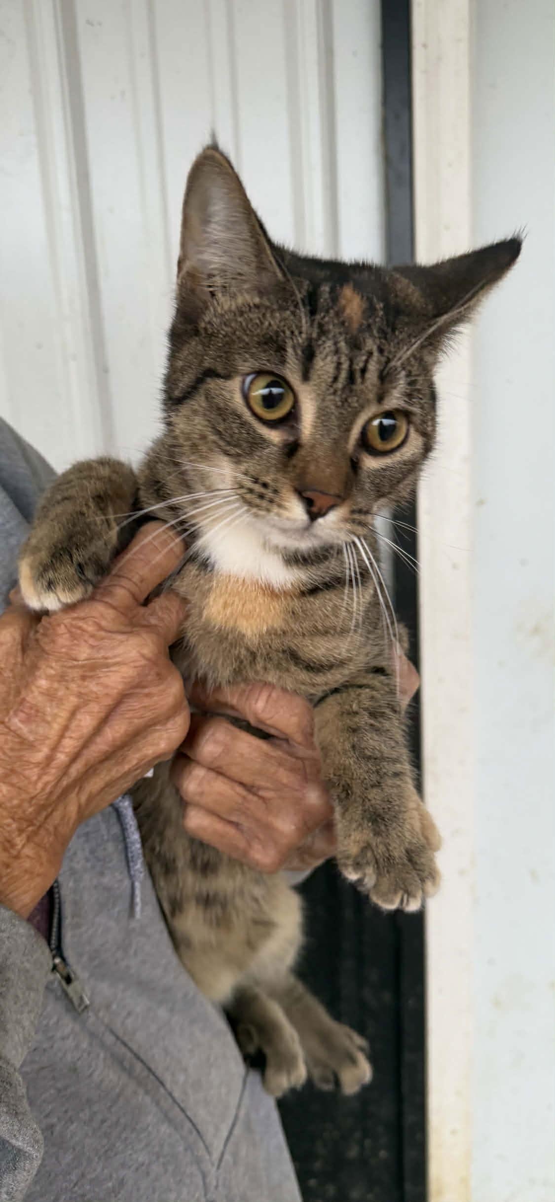 Jojo (Kitty), Adoptable, Young Female Domestic Short Hair.