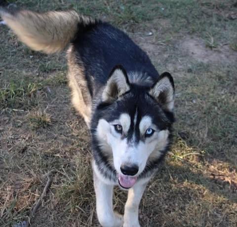Enlarge Blue, a Adoptable Husky in Quakertown , PA image 3/6
