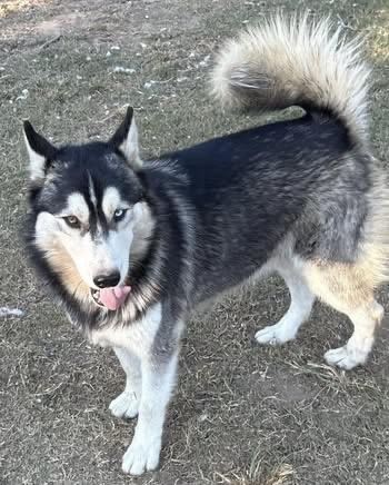 Enlarge Blue, a Adoptable Husky in Quakertown , PA image 6/6