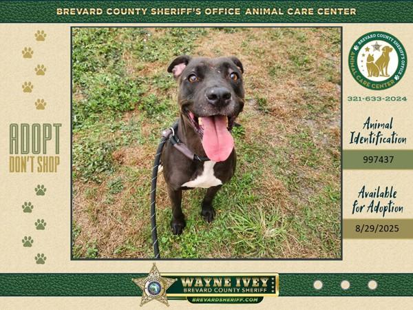 Enlarge Oakley, a Adoptable mixed breed in Melbourne, FL image 1/6