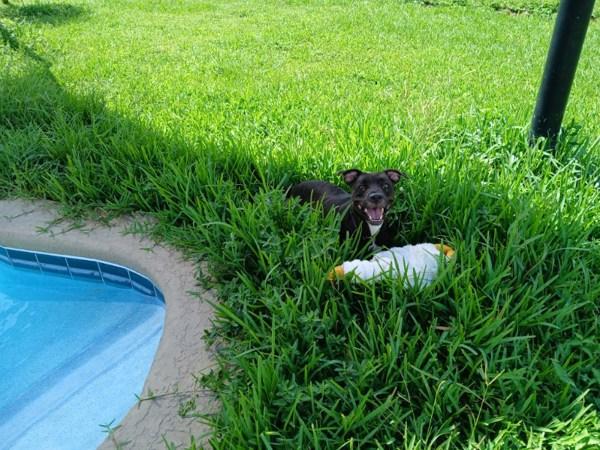 Enlarge Oakley, a Adoptable mixed breed in Melbourne, FL image 2/6