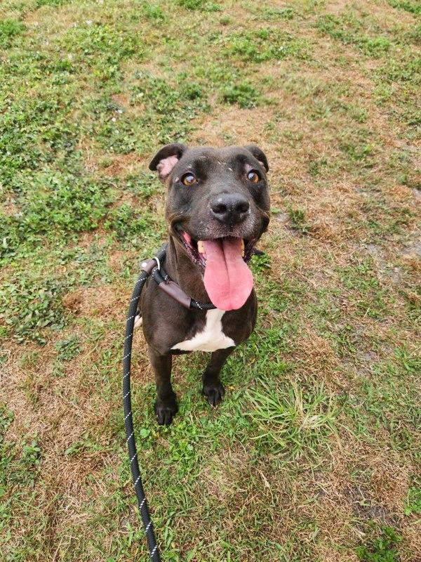 Enlarge Oakley, a Adoptable mixed breed in Melbourne, FL image 3/6