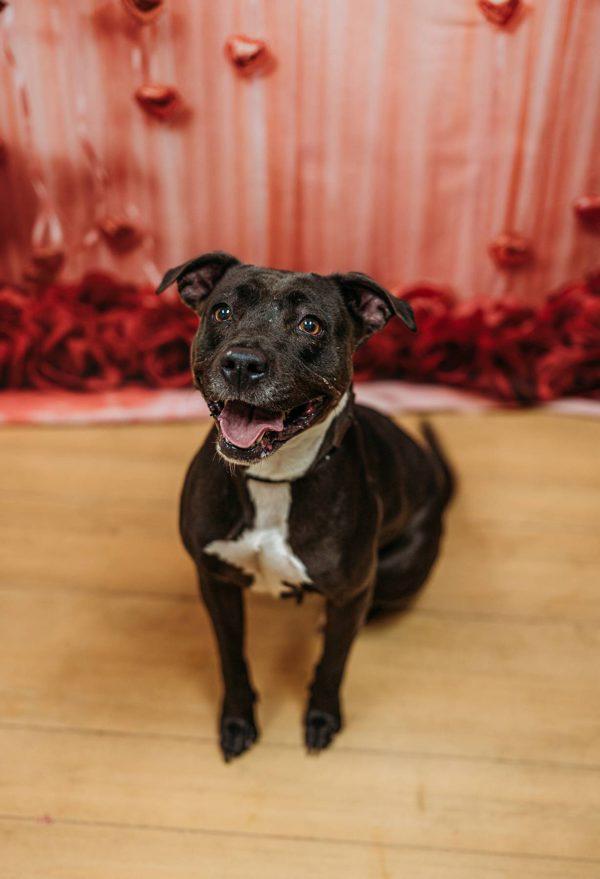 Enlarge Oakley, a Adoptable mixed breed in Melbourne, FL image 6/6