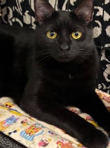 Enlarge Puma, a Adopted Domestic Short Hair in Pompton Lakes, NJ image 1/1