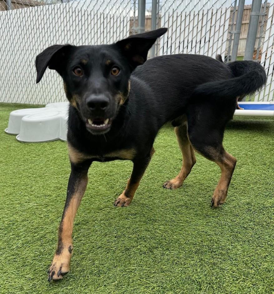 Tres, Young Male Shepherd