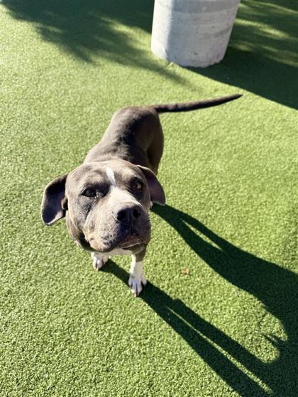 Luna, Adoptable, Adult Female Pit Bull Terrier & Mixed Breed.