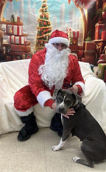 Luna, Adoptable, Adult Female Pit Bull Terrier & Mixed Breed.