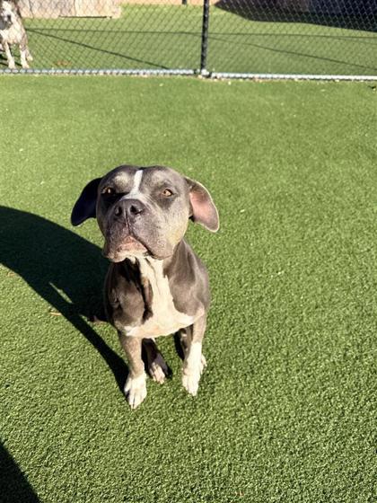 Luna, a Adoptable mixed breed in Hutchinson, KS image 2/3