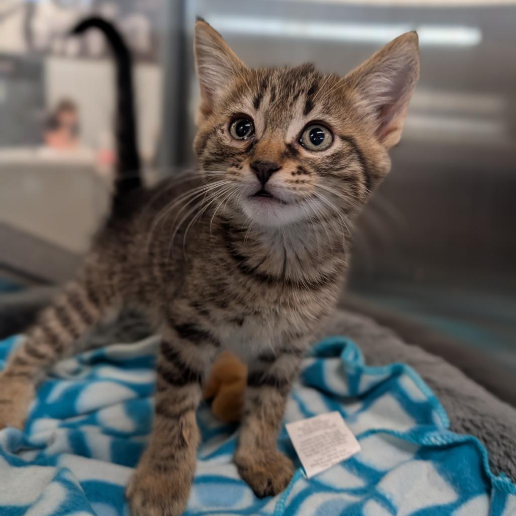 Shrew, adopted, Kitten Female Domestic Short Hair.