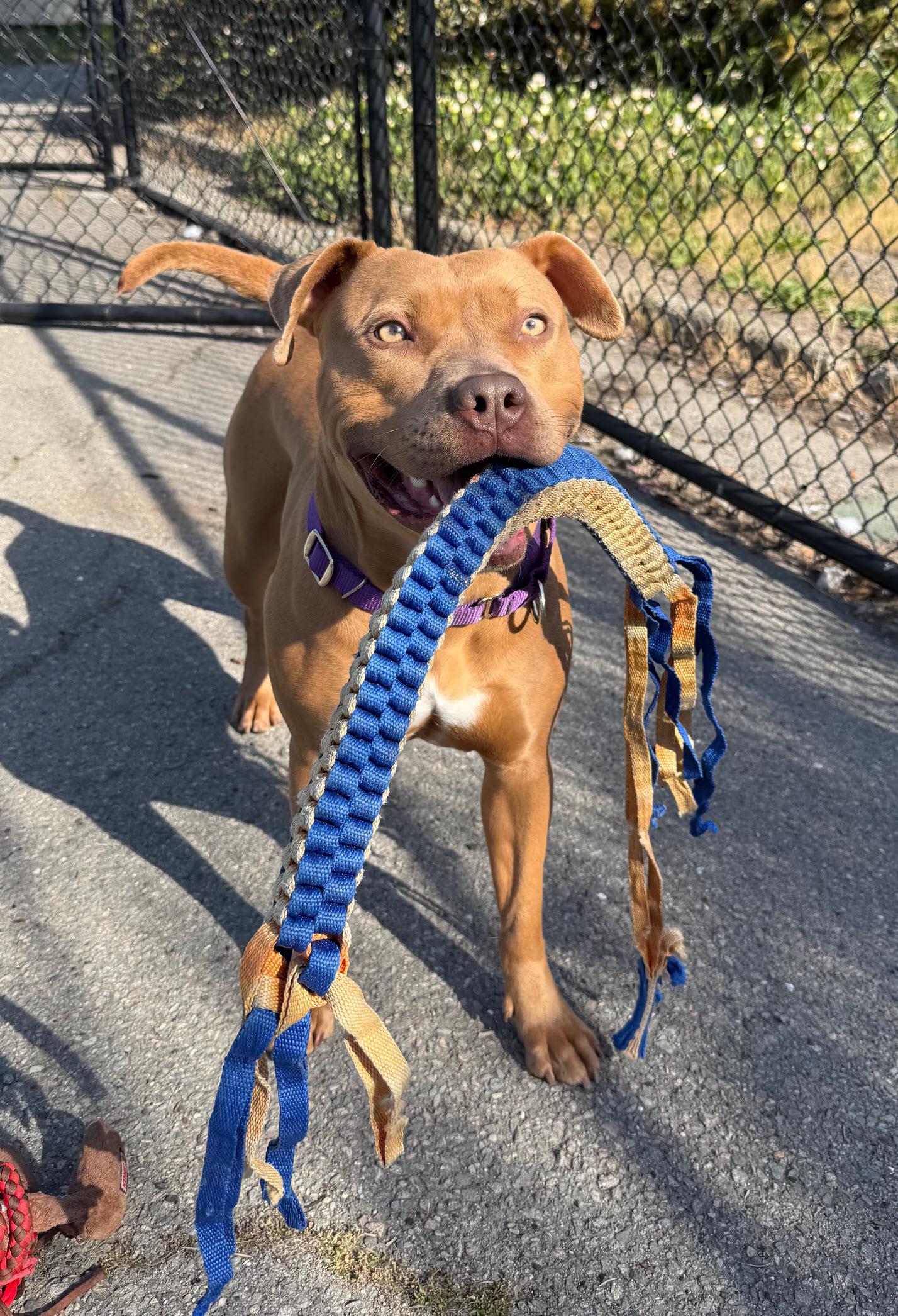 Enlarge Lola, a ADOPTABLE mixed breed in Berkeley, CA image 4/6