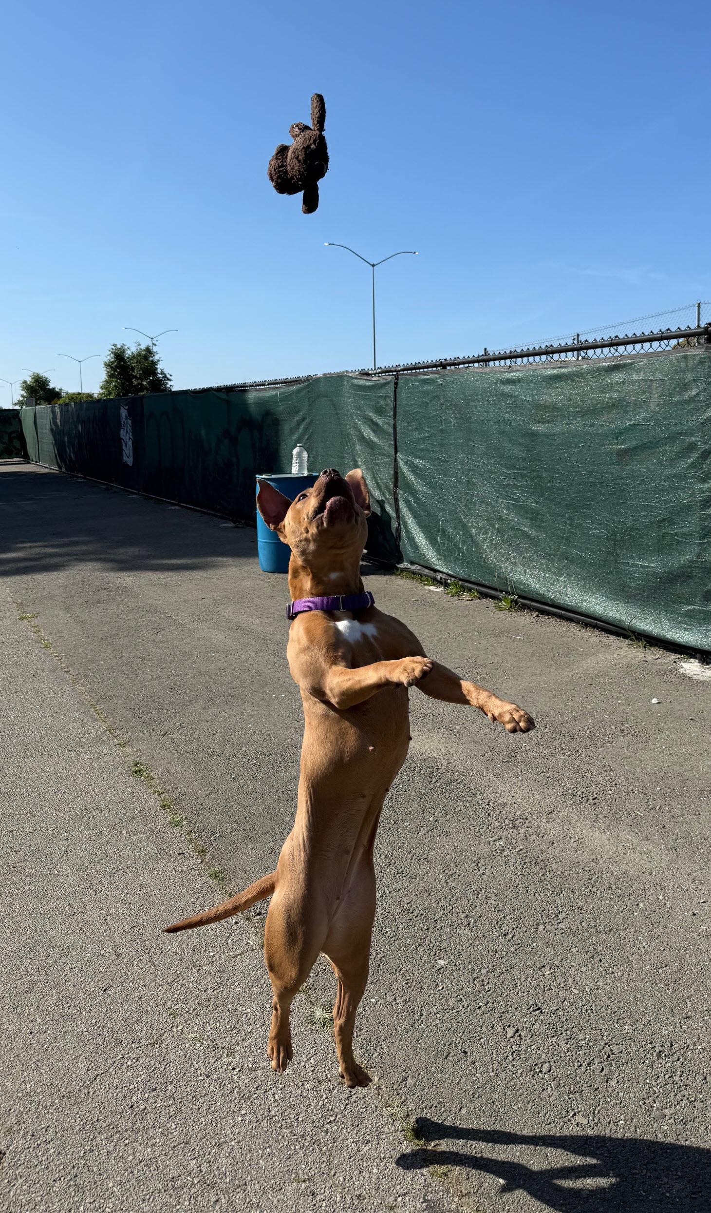 Enlarge Lola, a ADOPTABLE mixed breed in Berkeley, CA image 6/6