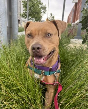 Enlarge Lola, a ADOPTABLE mixed breed in Berkeley, CA image 1/6