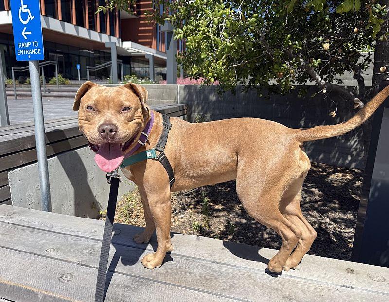 Lola, a ADOPTABLE mixed breed in Berkeley, CA image 4/6