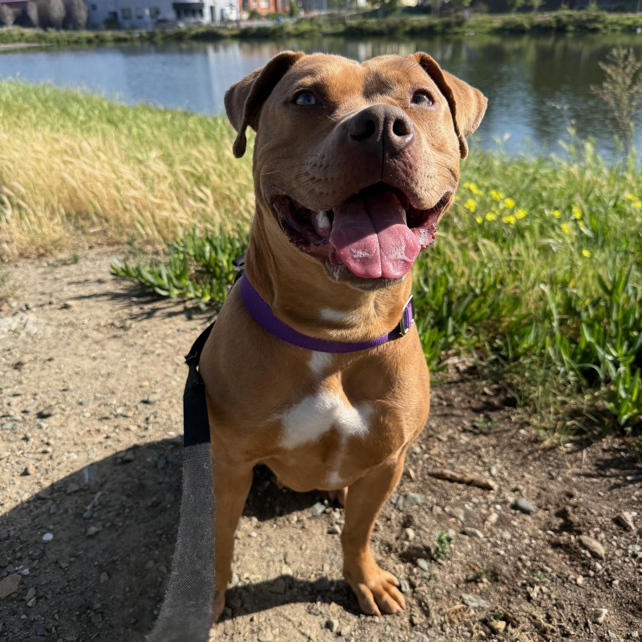 Enlarge Lola, a ADOPTABLE mixed breed in Berkeley, CA image 5/6