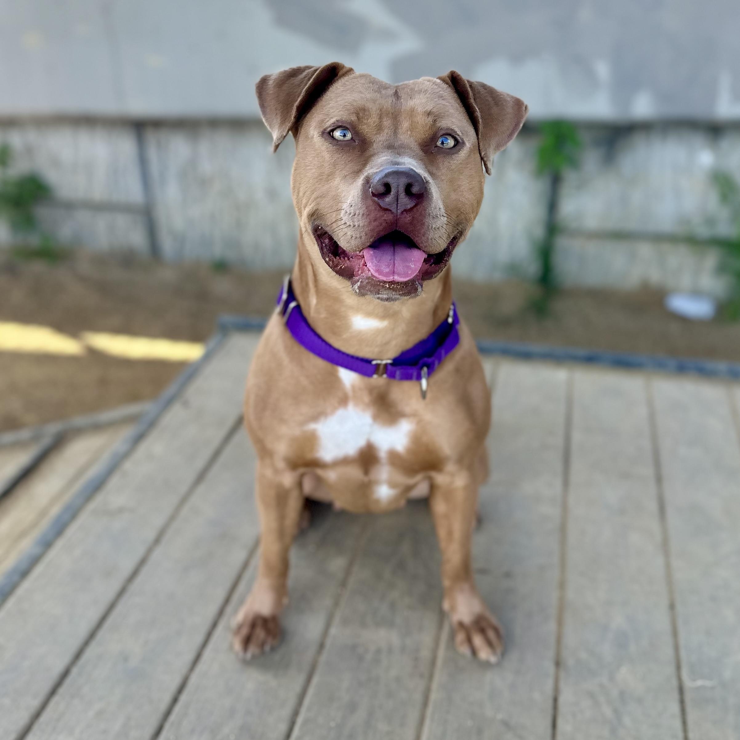 Enlarge Lola, a ADOPTABLE mixed breed in Berkeley, CA image 2/6