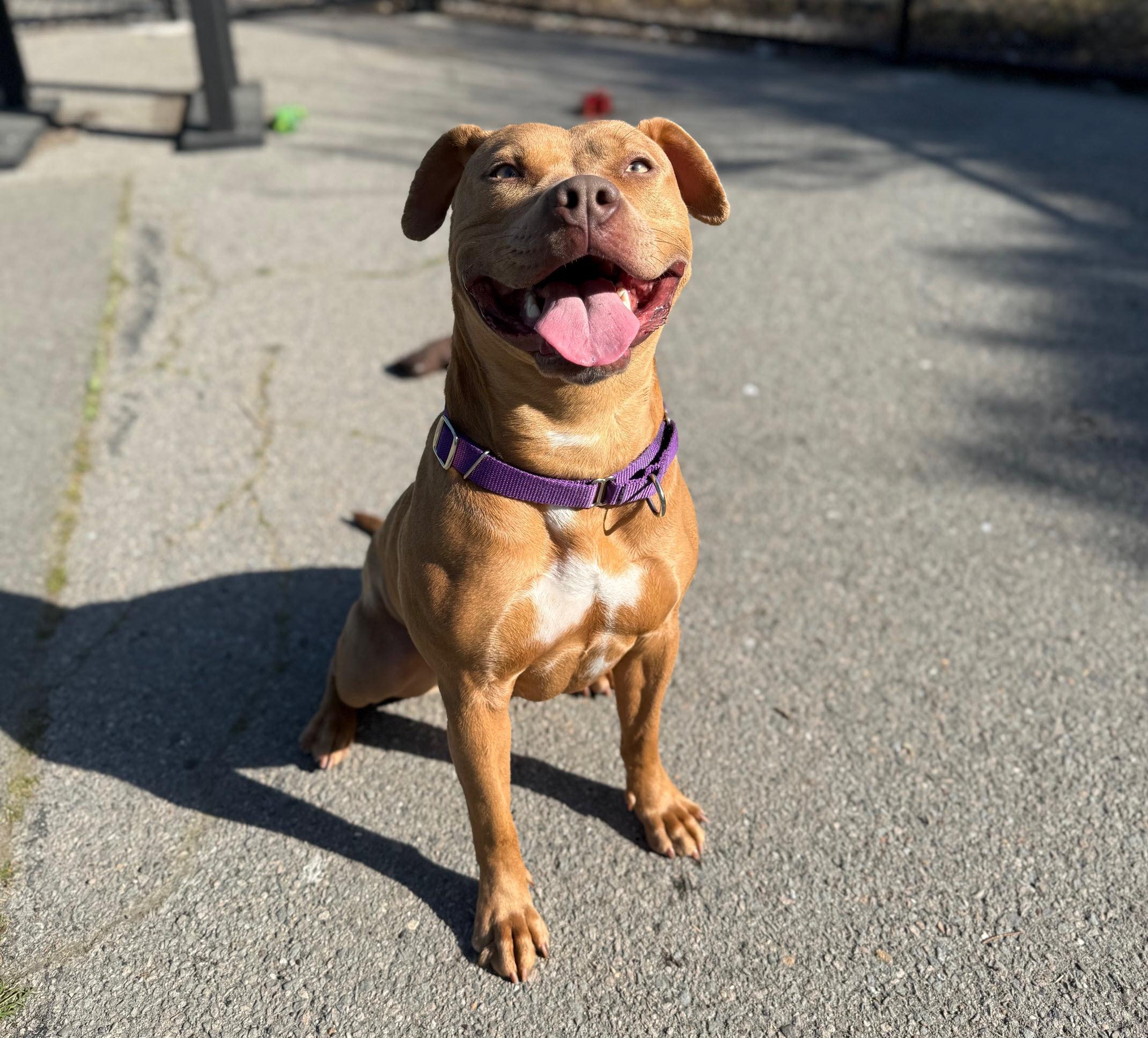 Enlarge Lola, a ADOPTABLE mixed breed in Berkeley, CA image 3/6