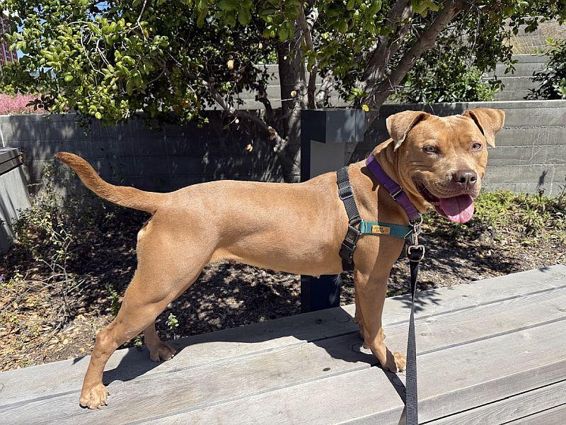 Lola, ADOPTABLE, Young Female Pit Bull Terrier.