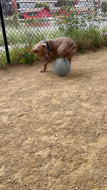 Enlarge Lola, a ADOPTABLE mixed breed in Berkeley, CA video 2/6