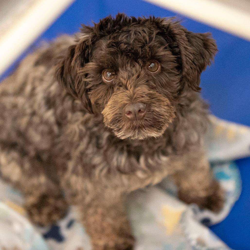 Showboat (JN25-495), Adoptable, Adult Female Schnauzer.