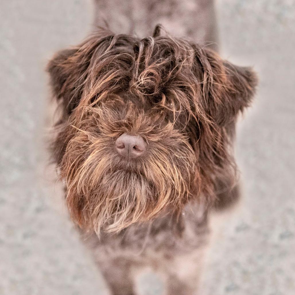 Showboat (JN25-495), a Adoptable Schnauzer image 3/6