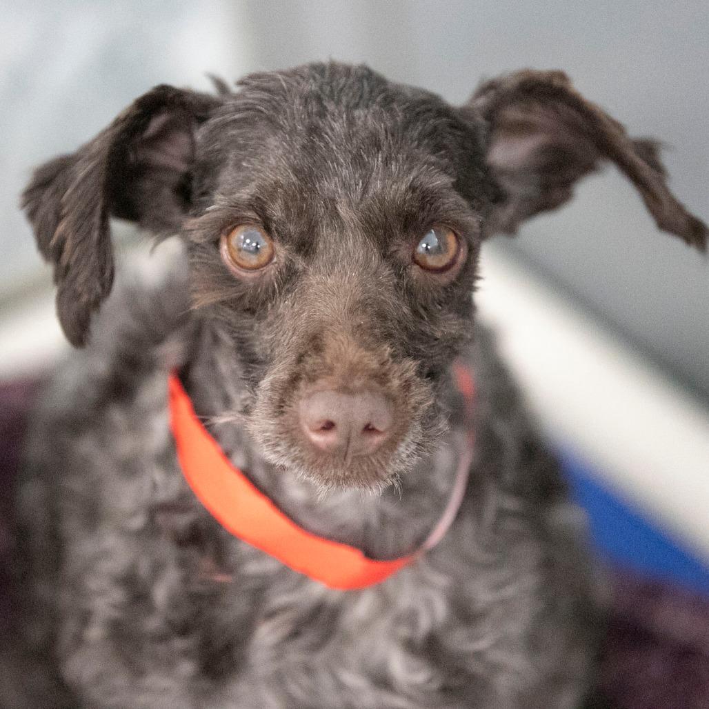 Showboat (JN25-495), a Adoptable Schnauzer image 4/6