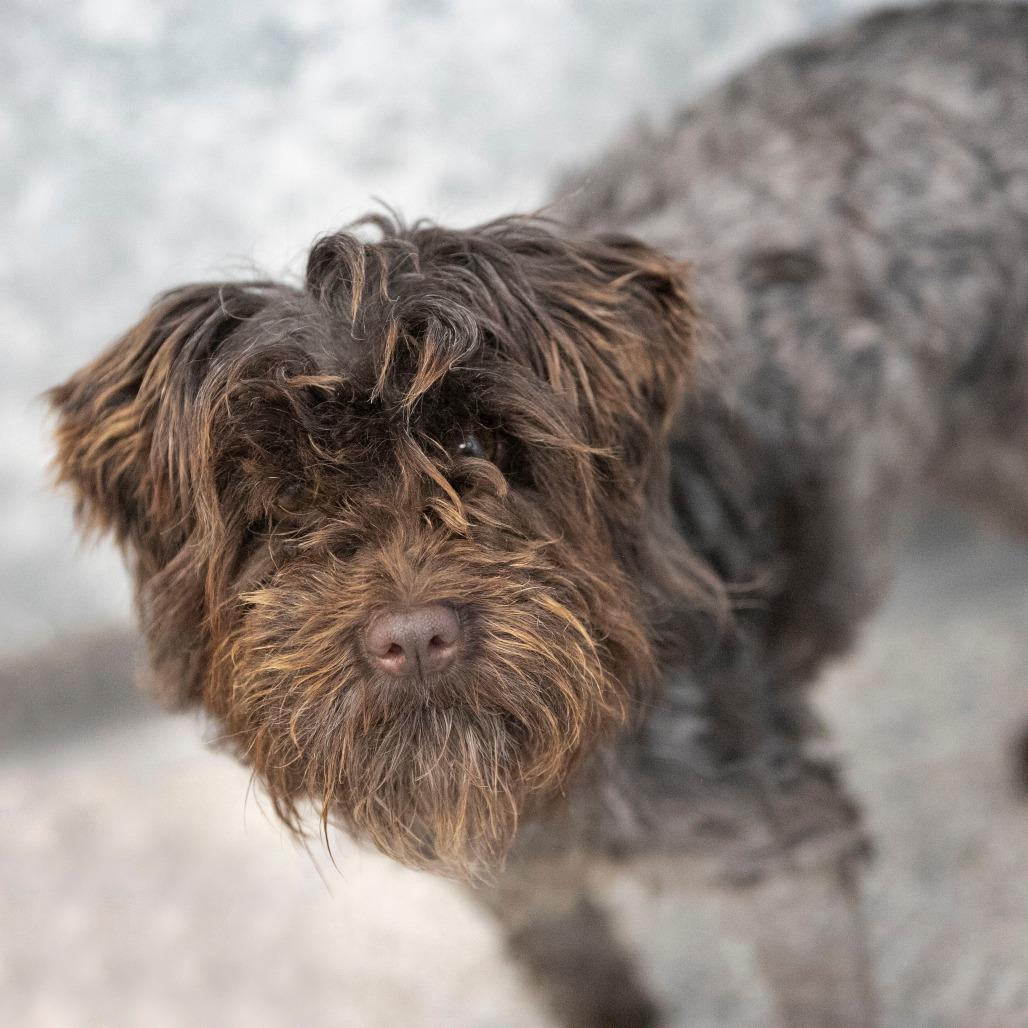 Showboat (JN25-495), a Adoptable Schnauzer image 5/6