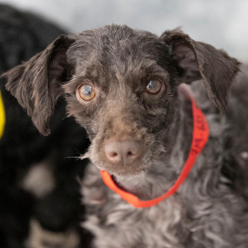 Showboat (JN25-495), a Adoptable Schnauzer image 6/6