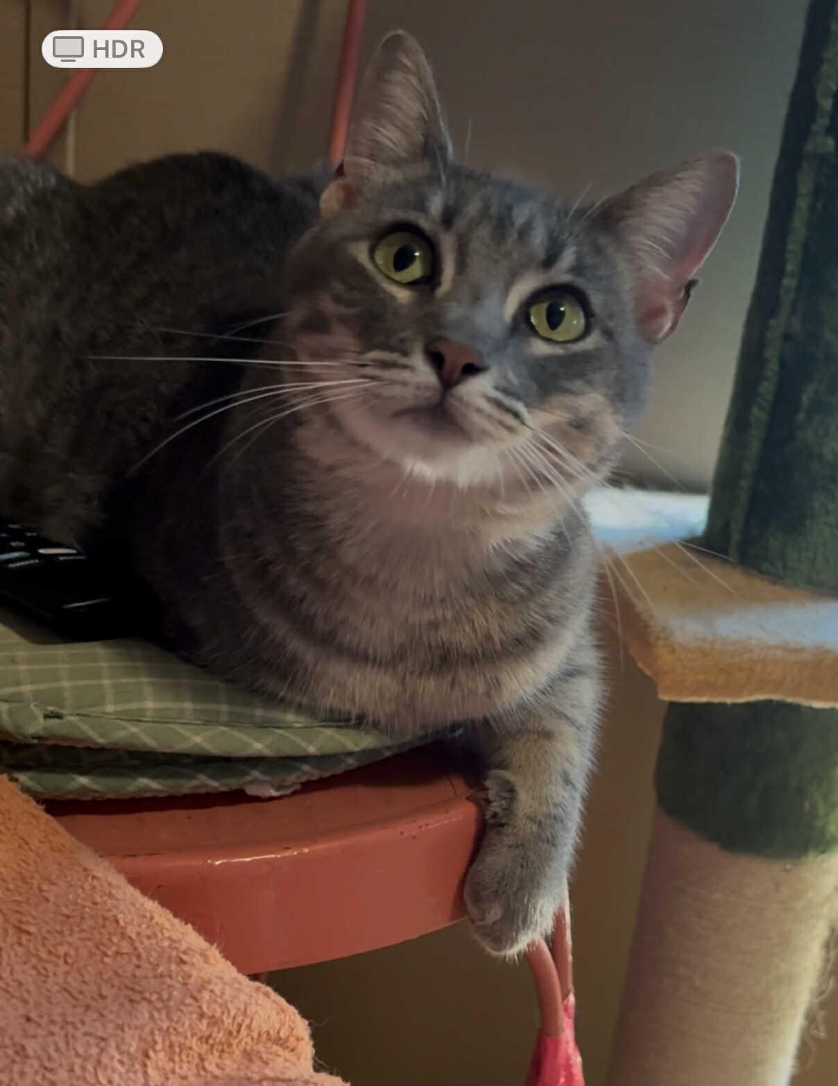 Chanel, Adoptable, Adult Female Domestic Short Hair.