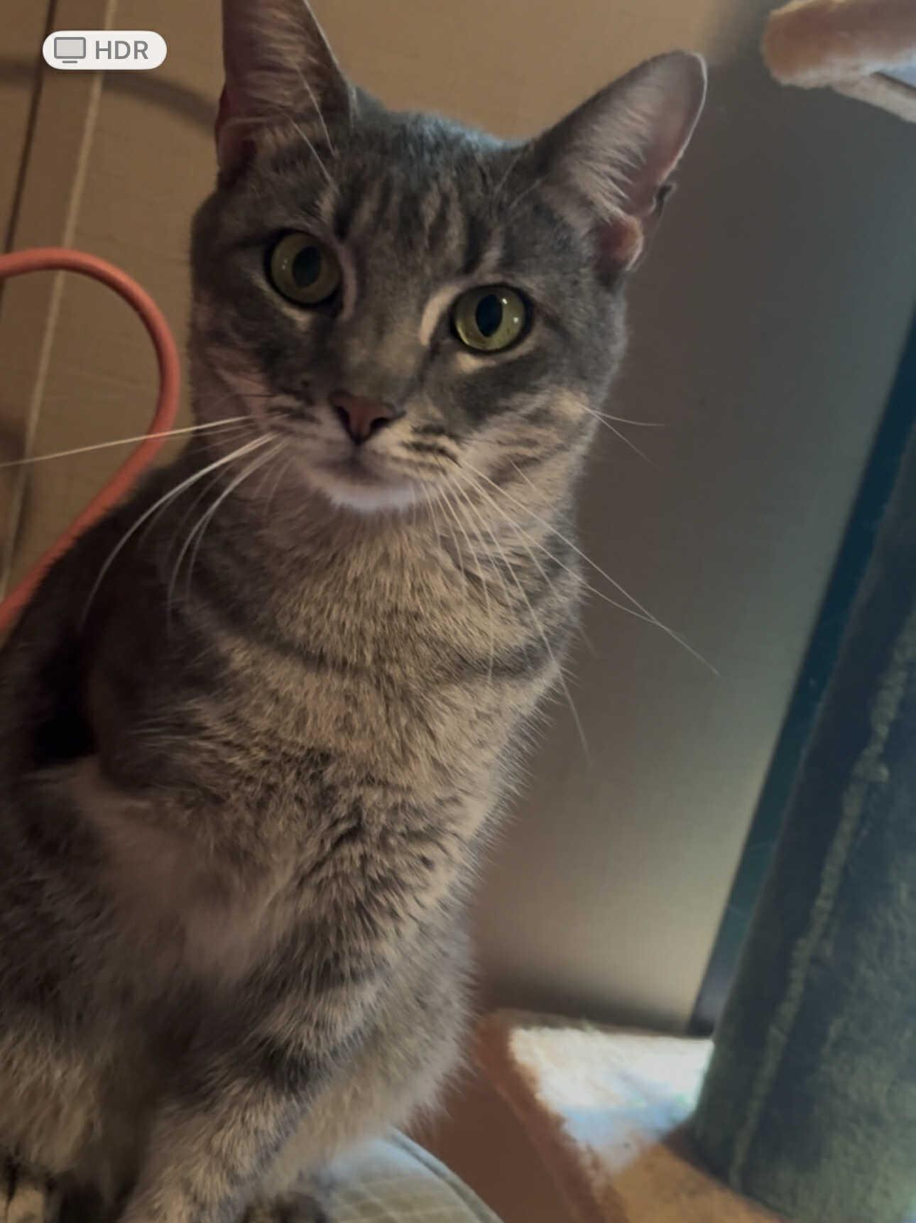 Chanel, Adoptable, Adult Female Domestic Short Hair.