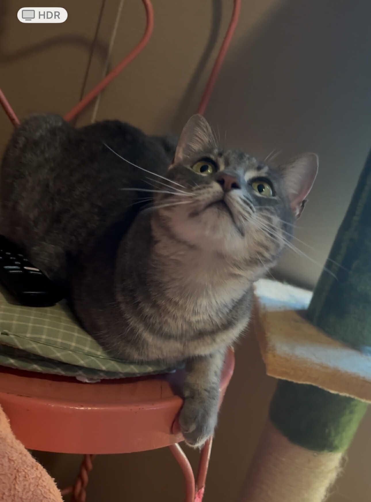 Chanel, a Adoptable Domestic Short Hair in Mount Pleasant, TX image 2/5