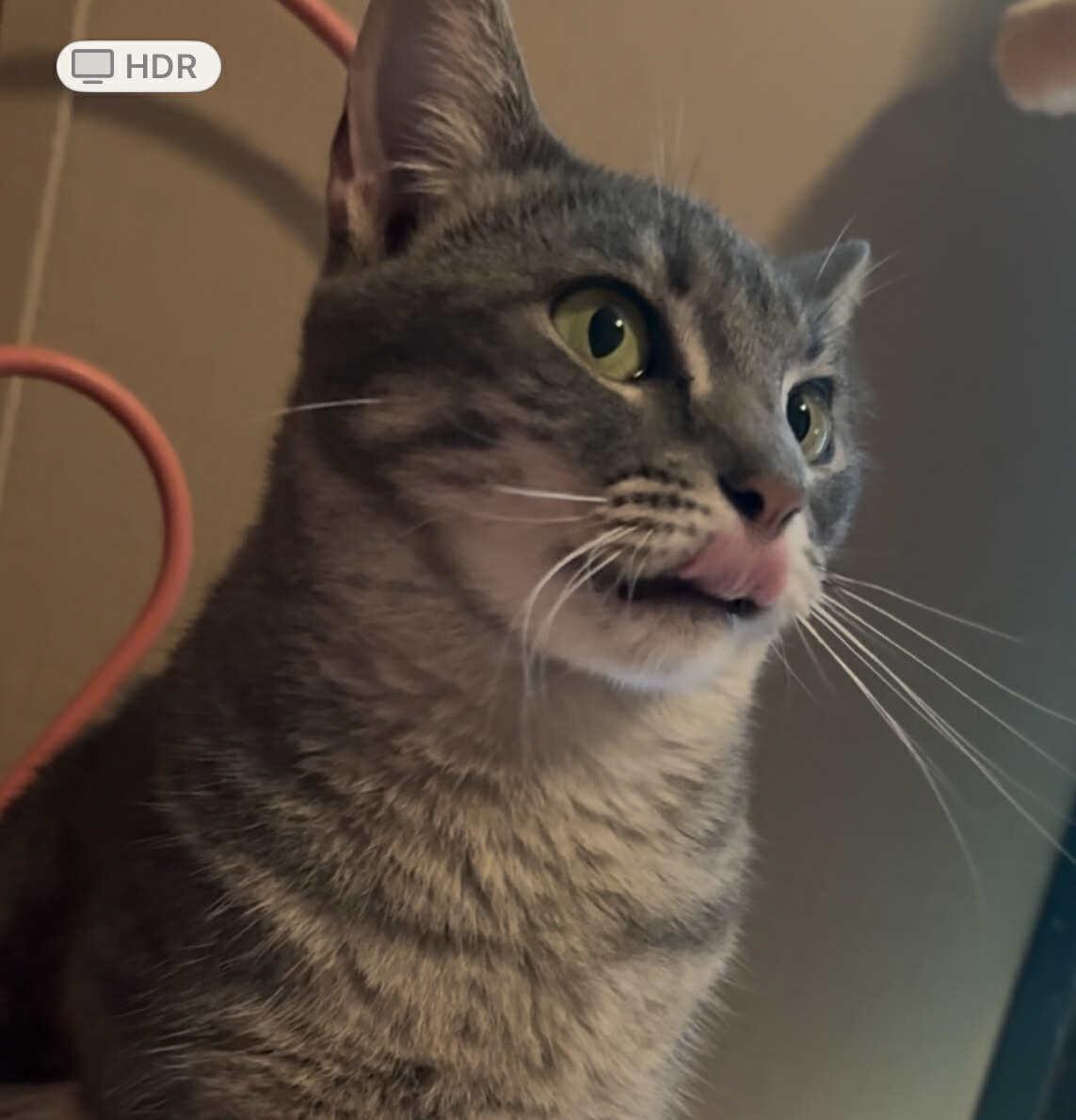 Chanel, a Adoptable Domestic Short Hair in Mount Pleasant, TX image 3/5