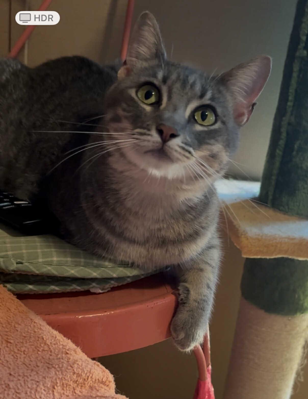 Chanel, a Adoptable Domestic Short Hair in Mount Pleasant, TX image 4/5