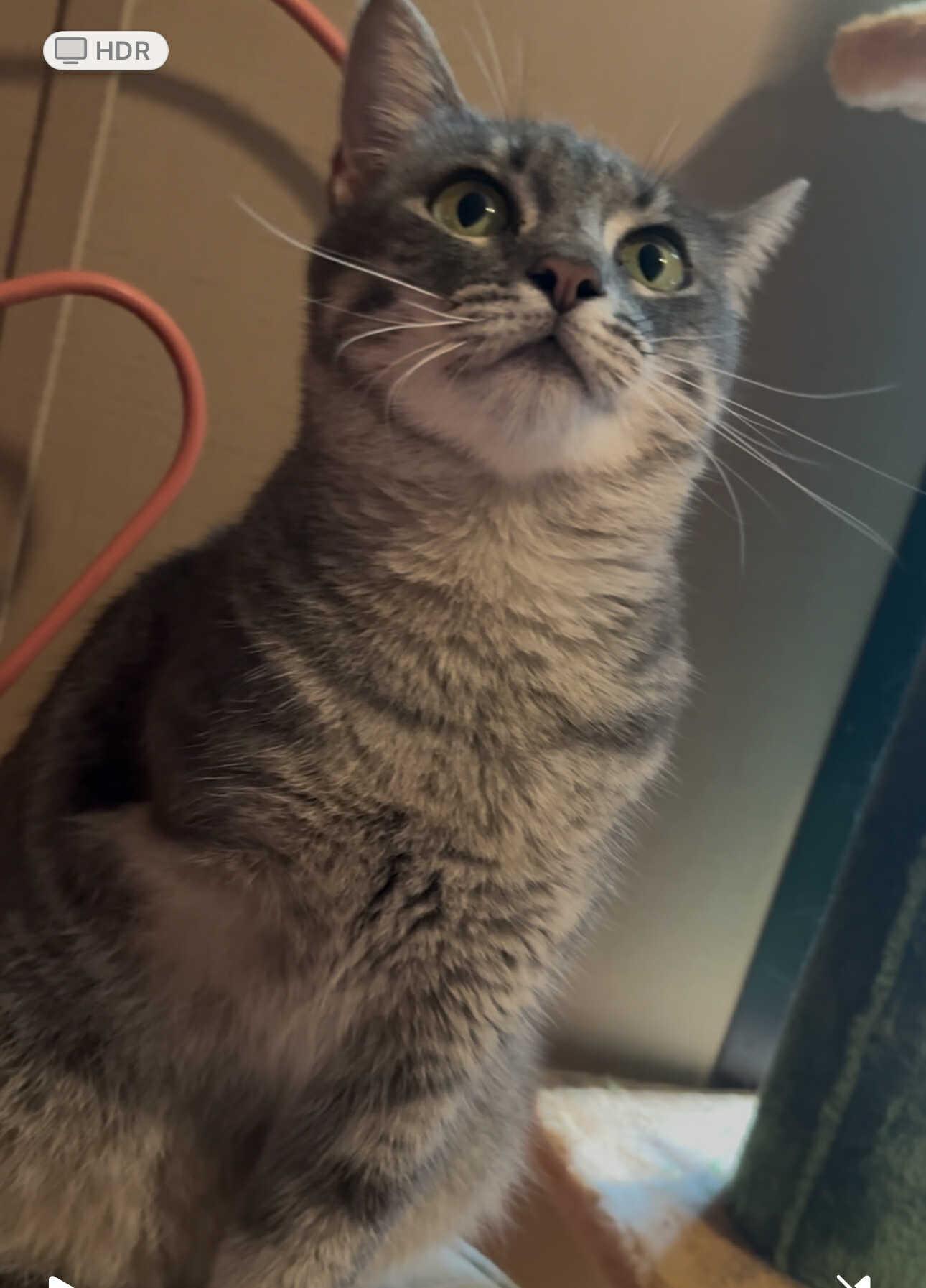 Chanel, a Adoptable Domestic Short Hair in Mount Pleasant, TX image 5/5