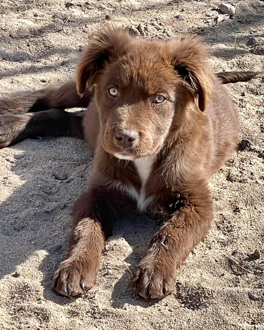 Oscar, Adopted, Puppy Male Chocolate Labrador Retriever & Australian Shepherd.