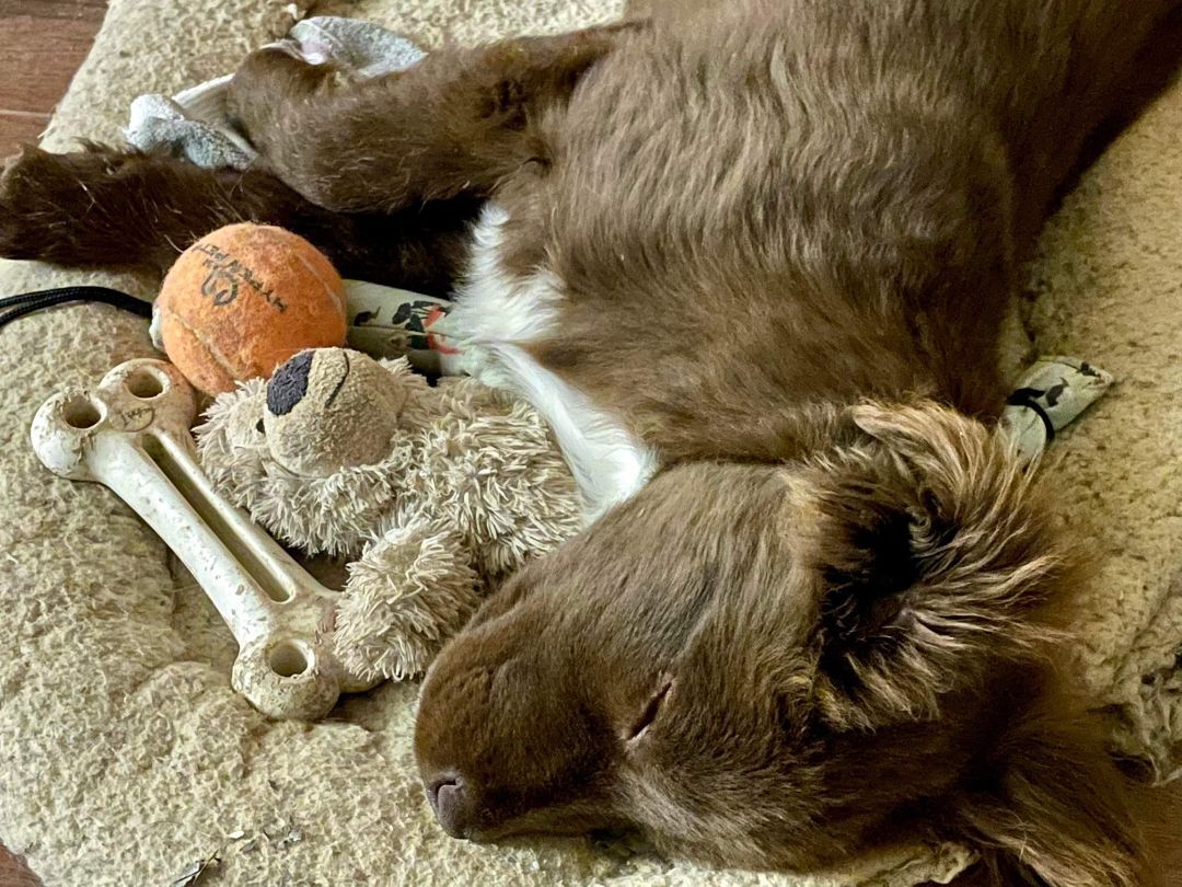 Enlarge Oscar, a Adopted mixed breed in Thatcher, AZ image 2/10