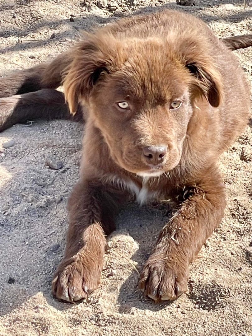 Enlarge Oscar, a Adopted mixed breed in Thatcher, AZ image 3/10