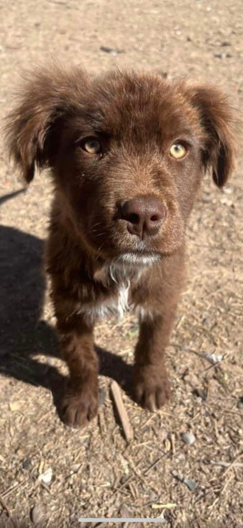 Enlarge Oscar, a Adopted mixed breed in Thatcher, AZ image 4/10