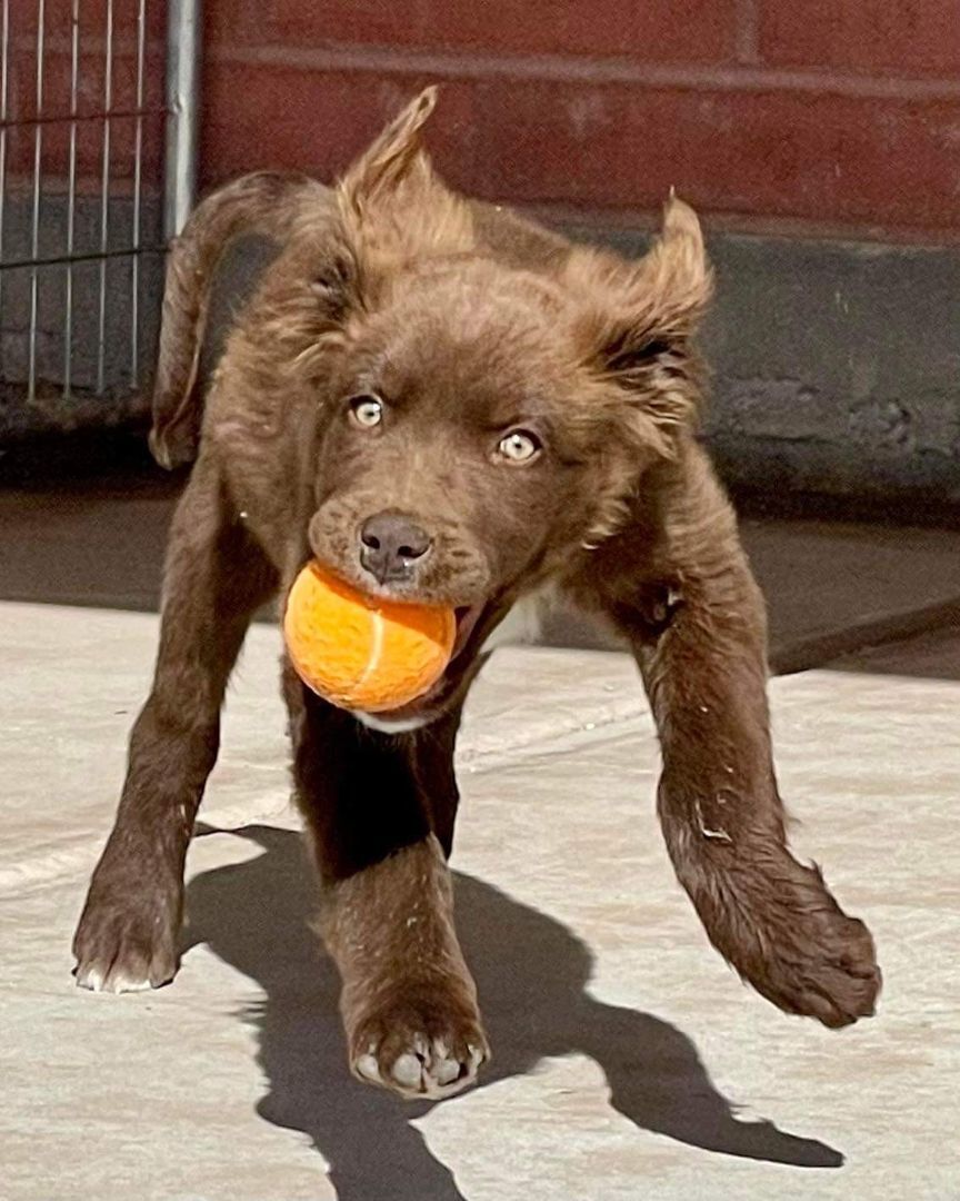 Enlarge Oscar, a Adopted mixed breed in Thatcher, AZ image 5/10