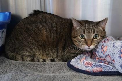 Enlarge Connie *AT PETCO TATUM AND BELL*, a Adoptable mixed breed in Scottsdale, AZ image 1/1