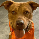 Enlarge Moose, a Adoptable Cattle Dog in Seguin, TX image 2/9