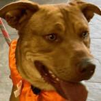 Enlarge Moose, a Adoptable Cattle Dog in Seguin, TX image 3/9