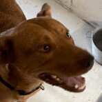 Enlarge Moose, a Adoptable Cattle Dog in Seguin, TX image 4/9