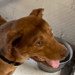 Enlarge Moose, a Adoptable Cattle Dog in Seguin, TX image 5/9