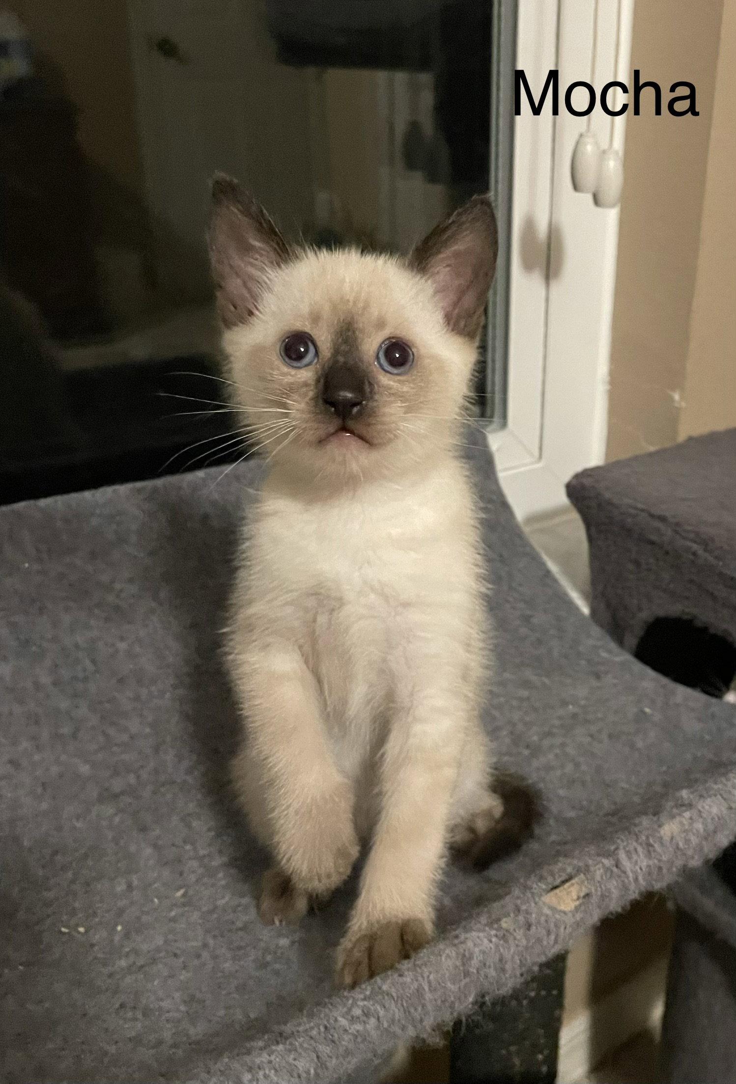 Mocha, Adopted, Kitten Male Siamese.