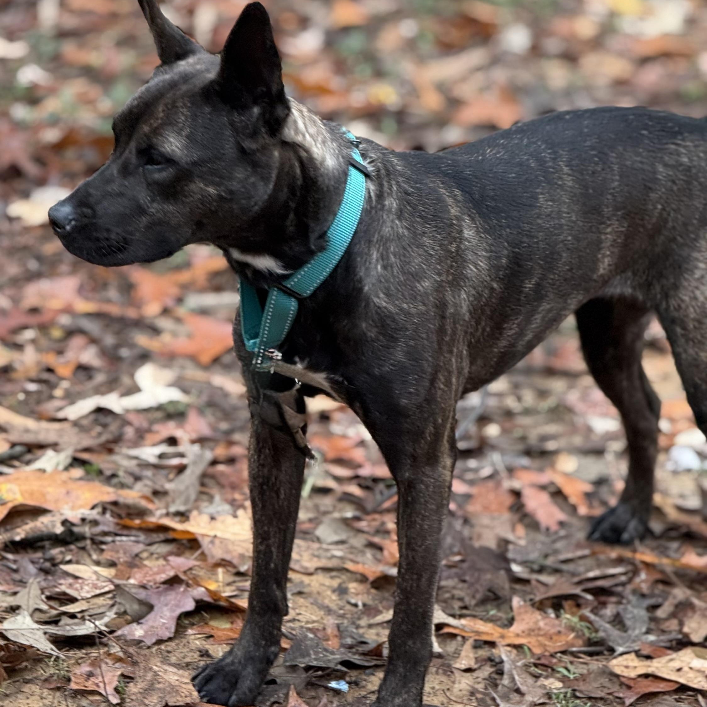 Mica, Adoptable, Adult Female Shepherd.