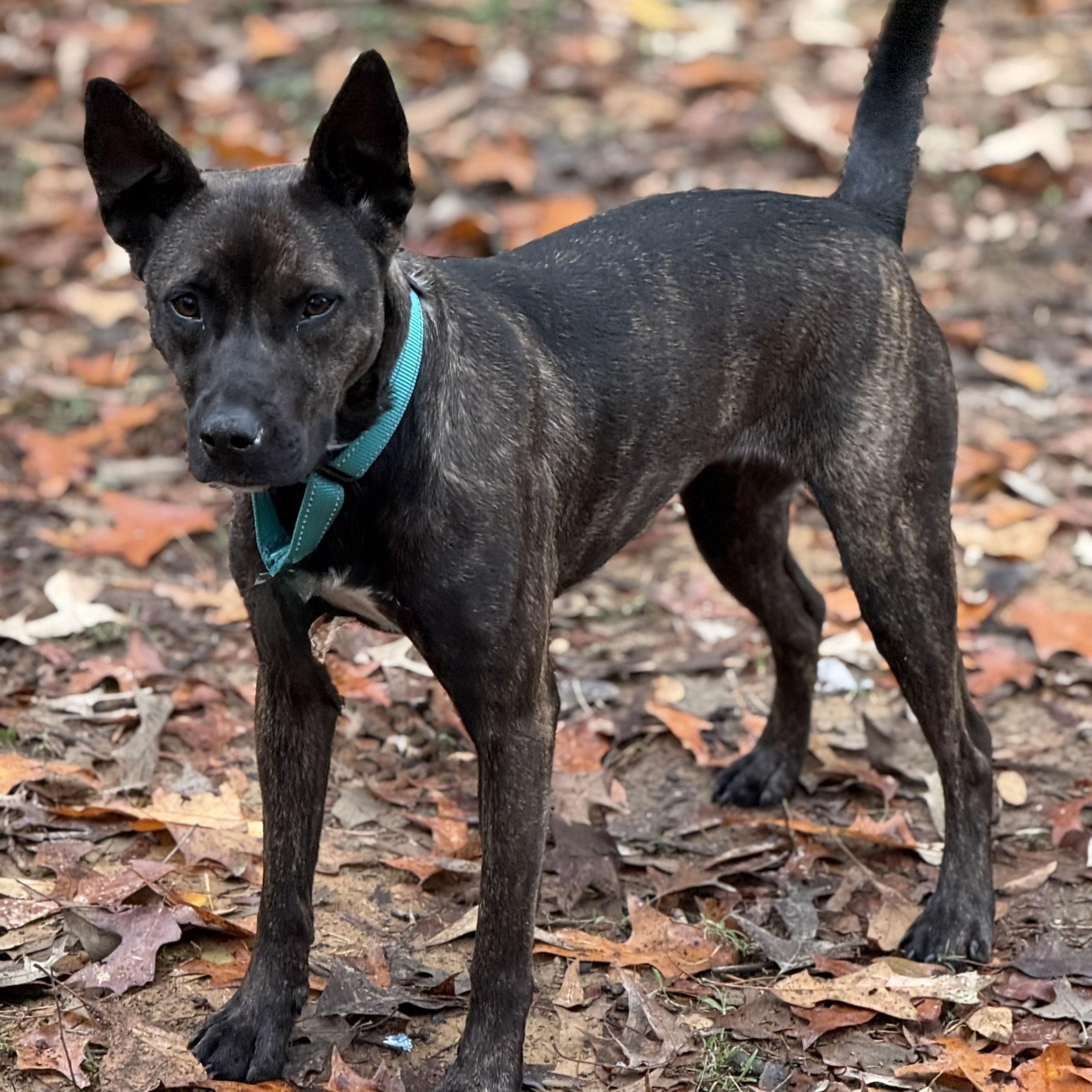 Enlarge Mica, a Adoptable mixed breed in Middletown, CT image 4/5