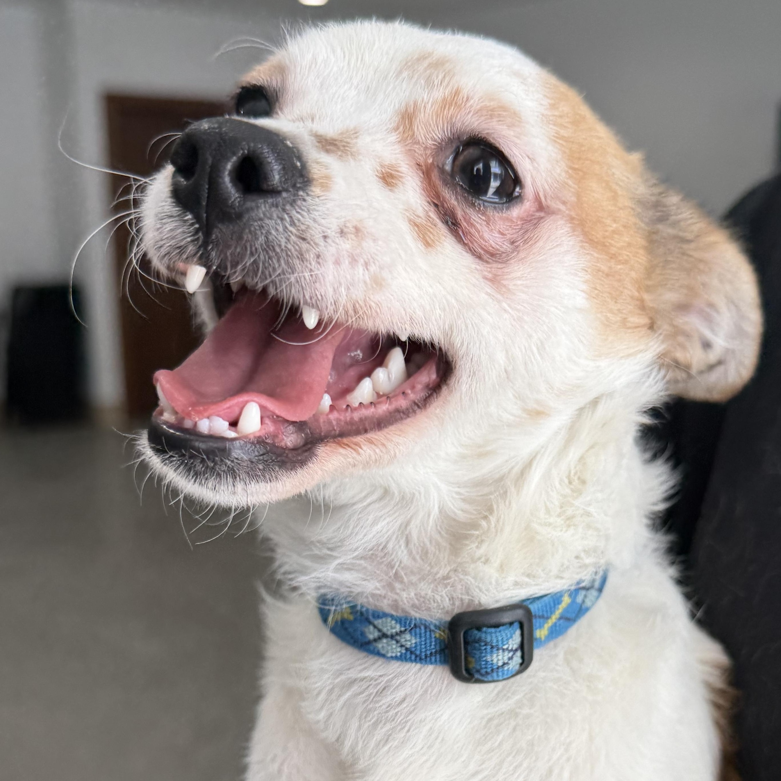 Booker, adopted, Puppy Male Chihuahua.