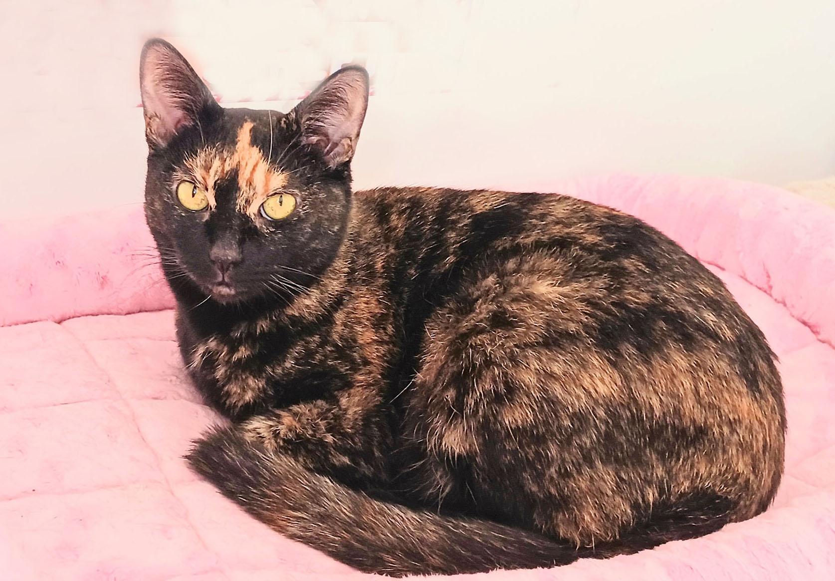 Bella, ADOPTABLE, Adult Female Tortoiseshell.