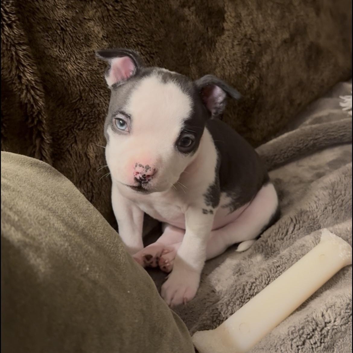 Edison, a ADOPTABLE mixed breed in Rochester, NY image 2/4